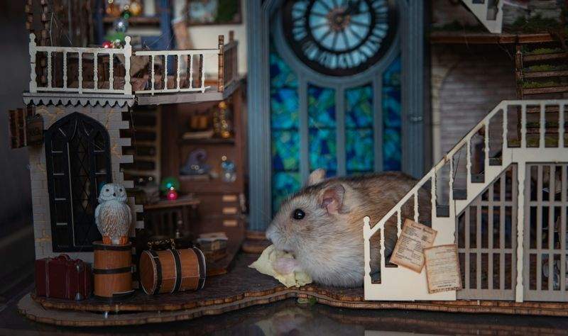 忙しい共働き家庭でも続けやすい飼育環境の見直し